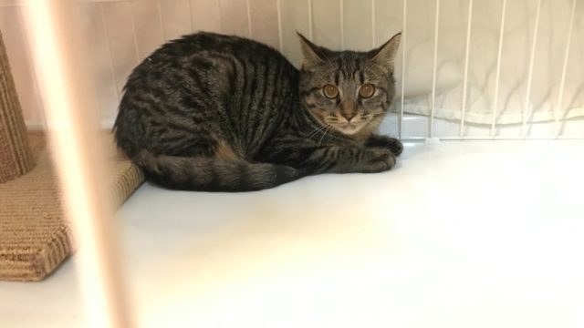 保護猫のシャビー