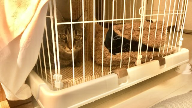 保護猫シャビー