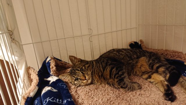 シャビー
