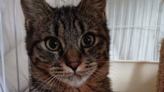 保護猫シャビー