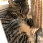 シャビー