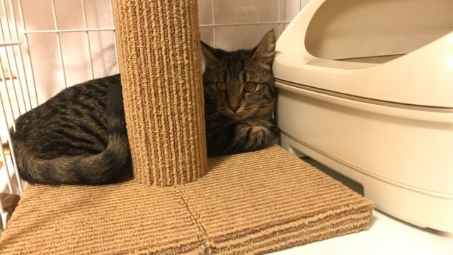 保護猫のシャビー