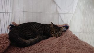 シャビー