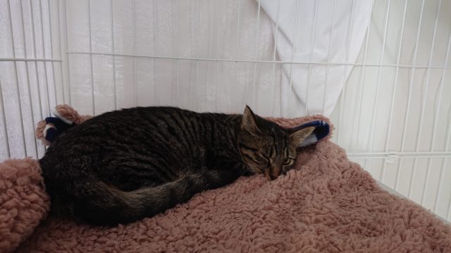 シャビー