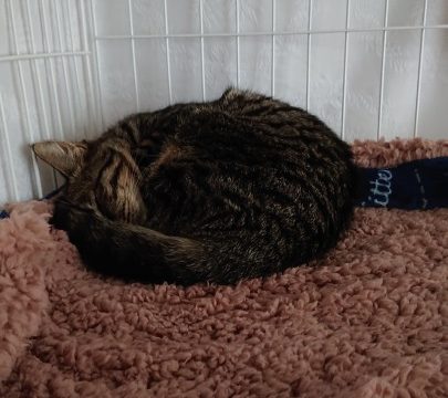 シャビー
