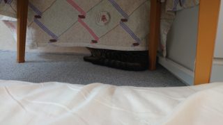 シャビー