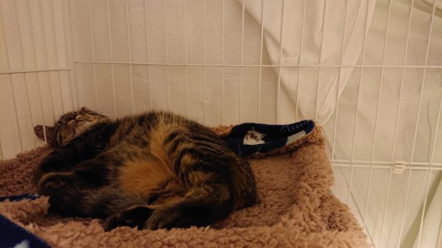 シャビー