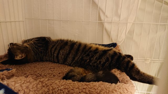 シャビー