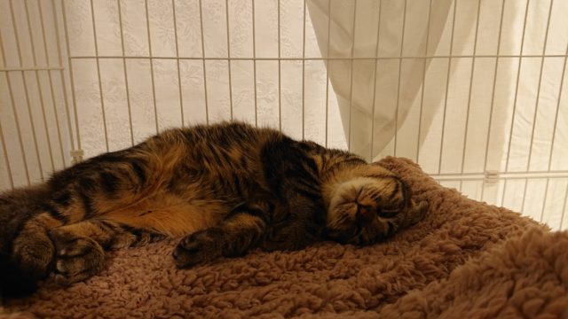 シャビー
