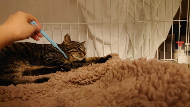 シャビー