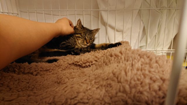 シャビー