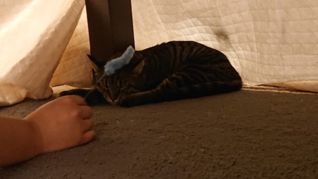 シャビー