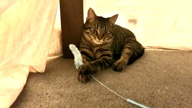 シャビー