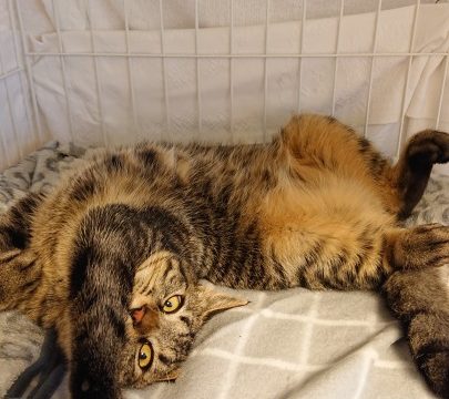 シャビー