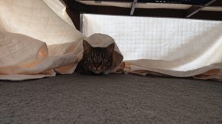 シャビー
