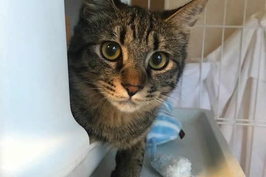 シャビー