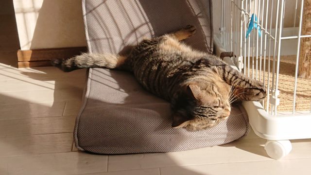 シャビー