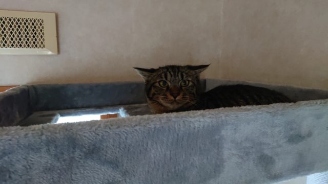 キャットタワー