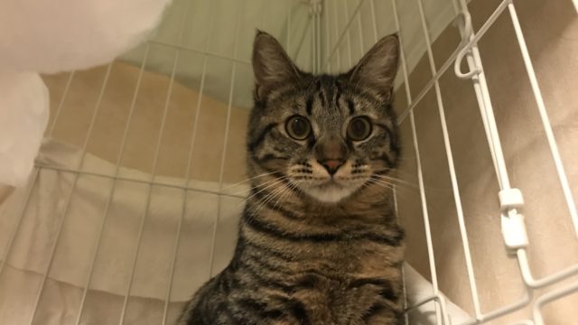 保護猫のシャビー