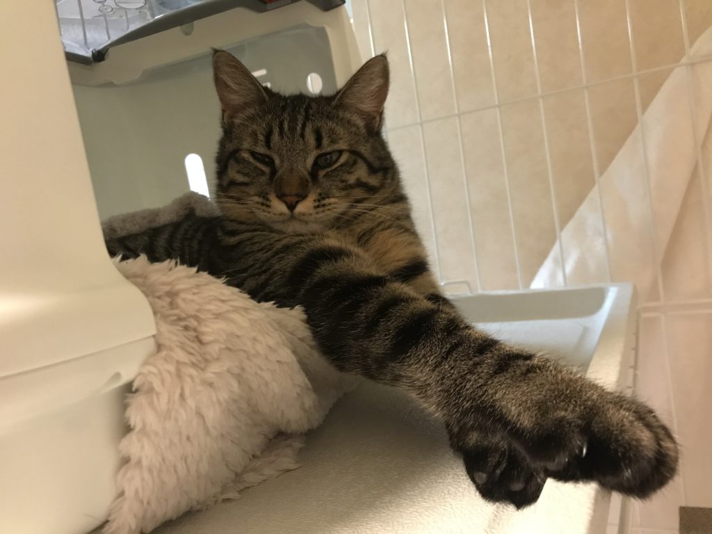 保護猫のシャビー