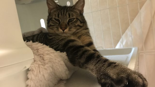 シャビー