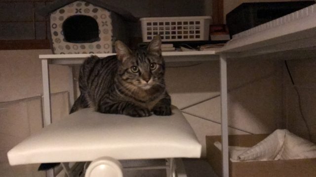 保護猫のシャビー