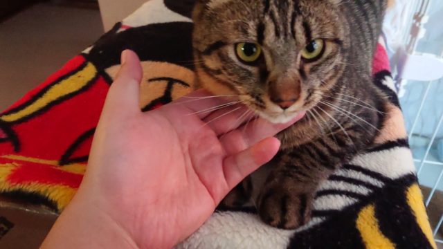 保護猫のシャビー