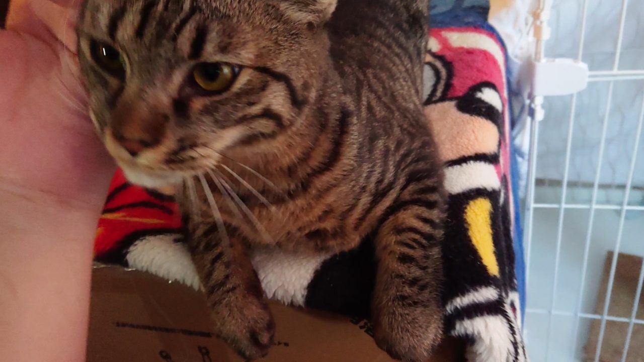 保護猫のシャビー