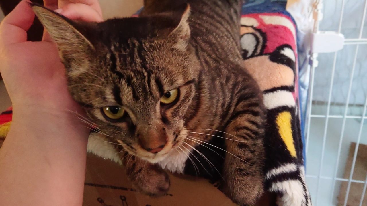 保護猫のシャビー